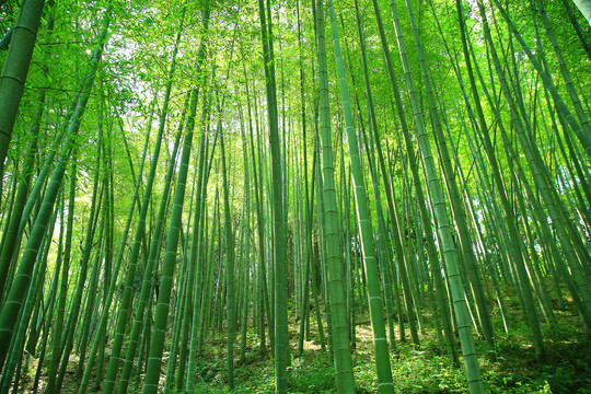 夏日竹林