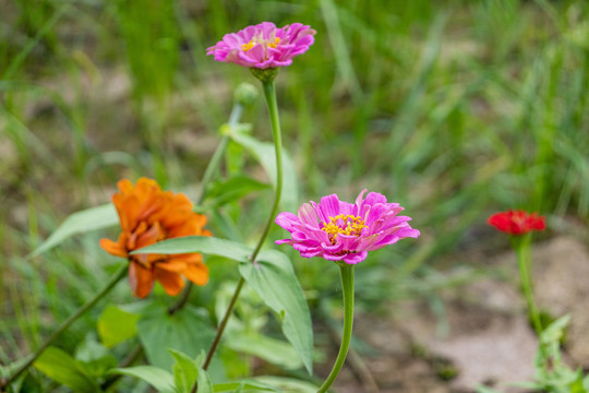 鲜艳花卉花朵小花