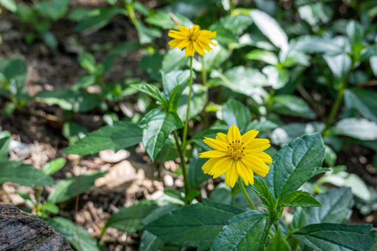 鲜艳花卉花朵小花