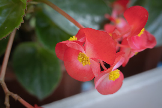 鲜艳花卉花朵小花