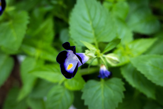 鲜艳花卉花朵小花