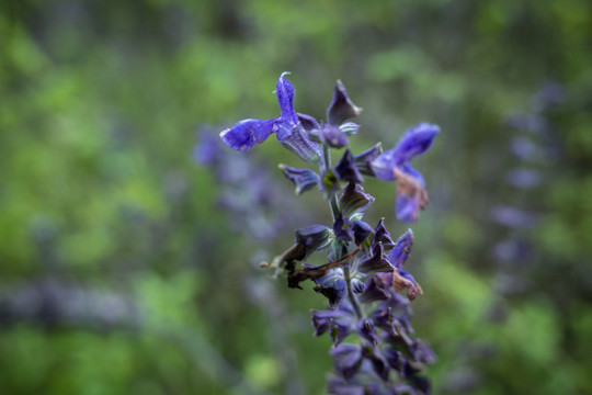 鲜艳花卉花朵小花