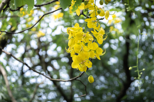 鲜艳花卉花朵小花