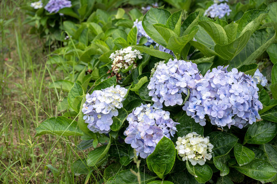 鲜艳花卉花朵小花