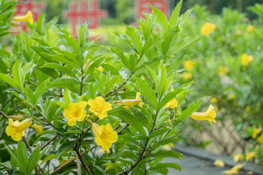 鲜艳花卉花朵小花