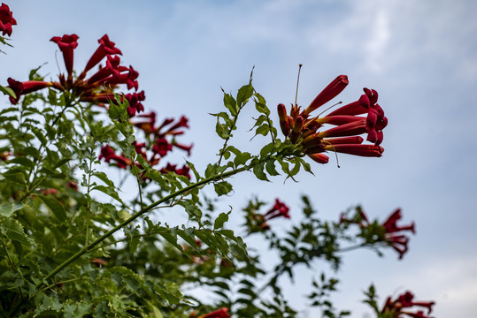 凌霄花