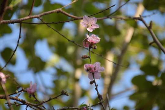 桃花