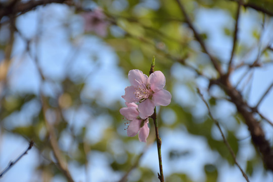 桃花