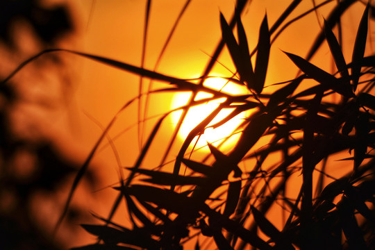 夕阳