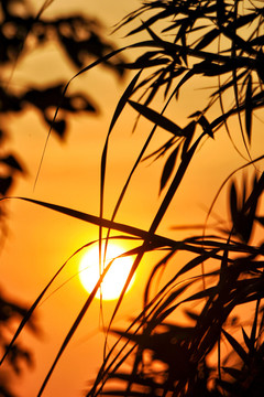 夕阳