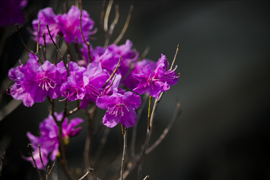 杜鹃花