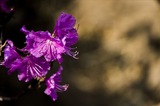 杜鹃花