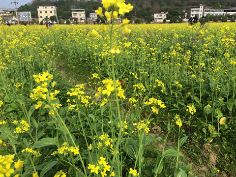 有机油菜花