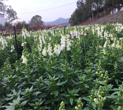 曼陀山庄花朵