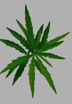 蒿草