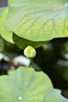 诗意莲花