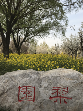 在树林中的梨园石碑