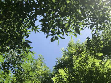 在树叶中的天空像桃心
