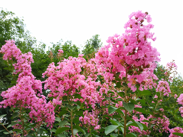 紫薇花
