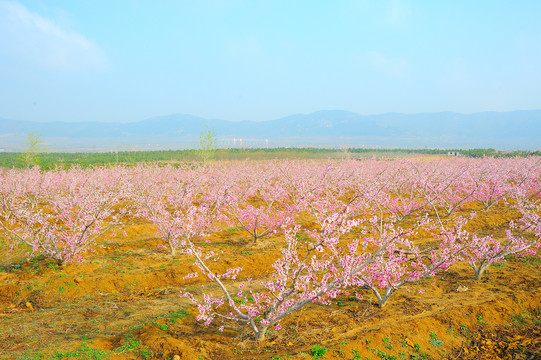 水蜜桃种植基地