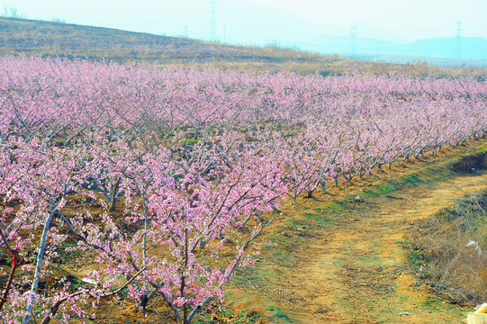 水蜜桃种植基地