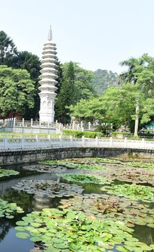 福建厦门南普陀寺荷塘风景