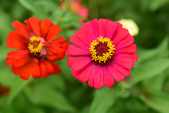 菊花花朵花蕊