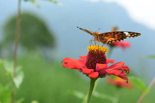 菊花花开