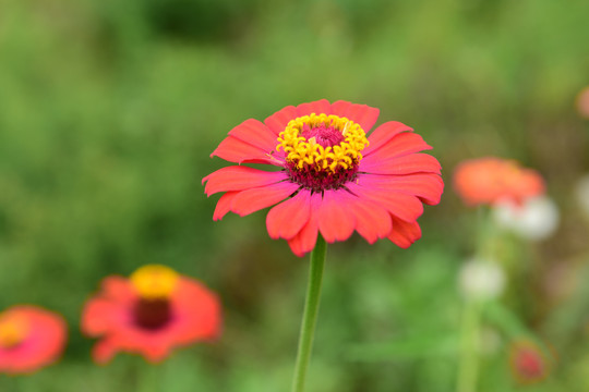 菊花鲜花盛开