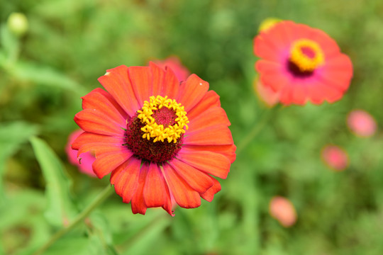 菊花鲜花