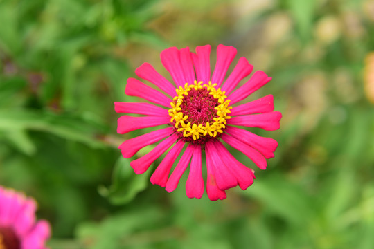 美丽的菊花