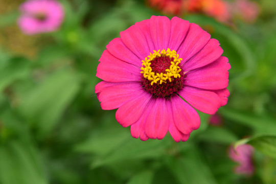 菊花素材