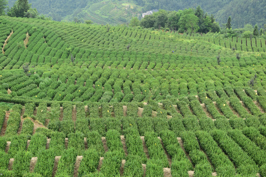 茶山茶树