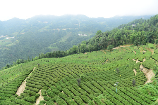 茶山茶树