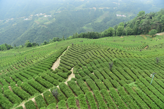 茶山茶树