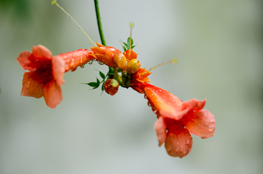 凌霄花