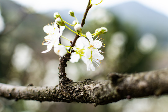 李花2