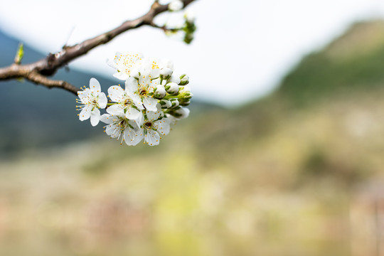 李花6