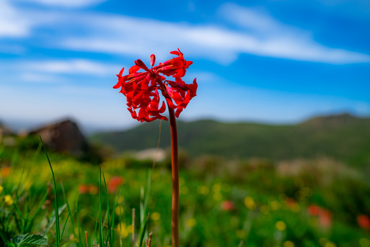 花