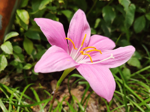 风雨花