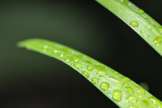 绿色叶片上水珠的特写