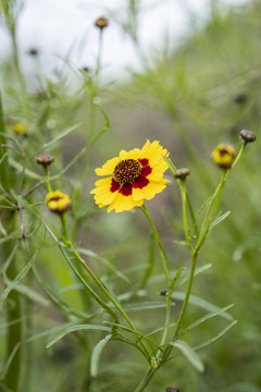 两色金鸡菊