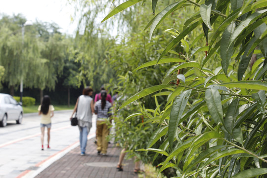 乡村旅游