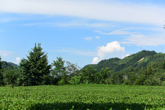茶树有机栽培