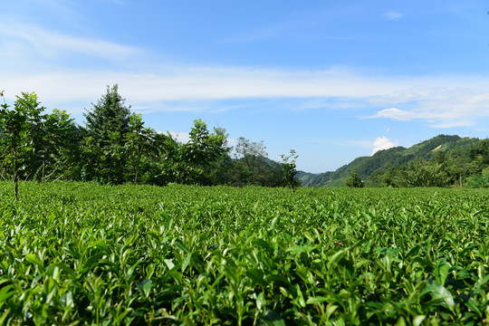 茶田采摘采茶