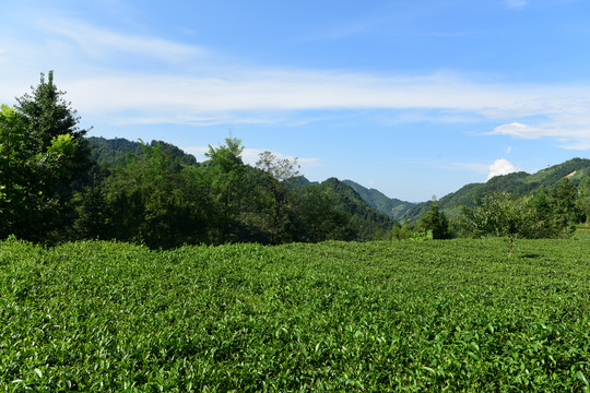 茶田采摘采茶