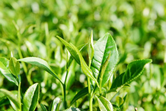 茶山茶树