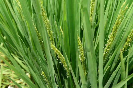 稻田水稻