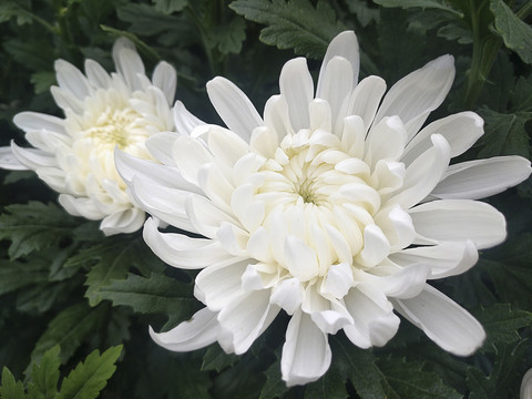 菊花白色花束
