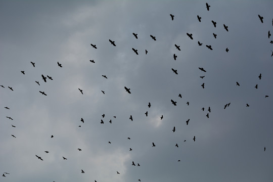 一群乌鸦